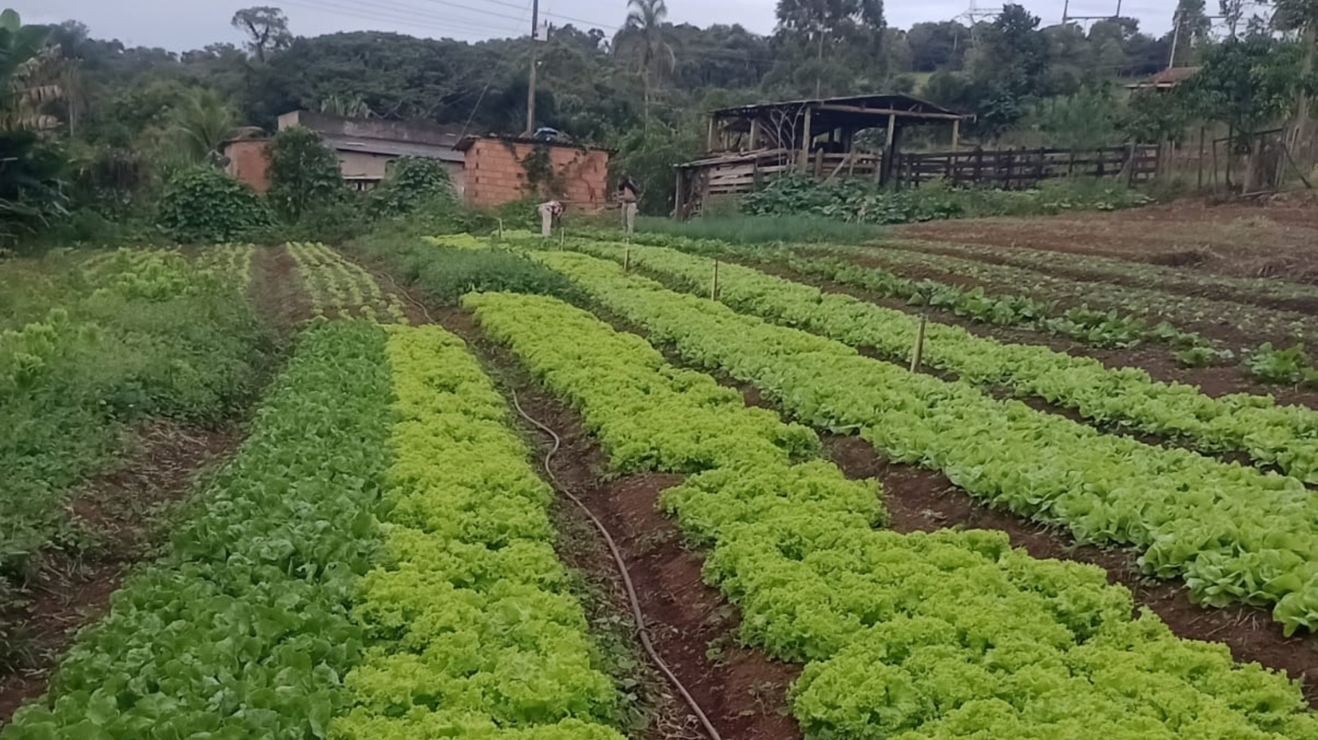 Secretaria de Educação amplia aquisição de alimentos da agricultura familiar